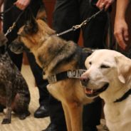 Orlando International Airport service dog receives retirement party